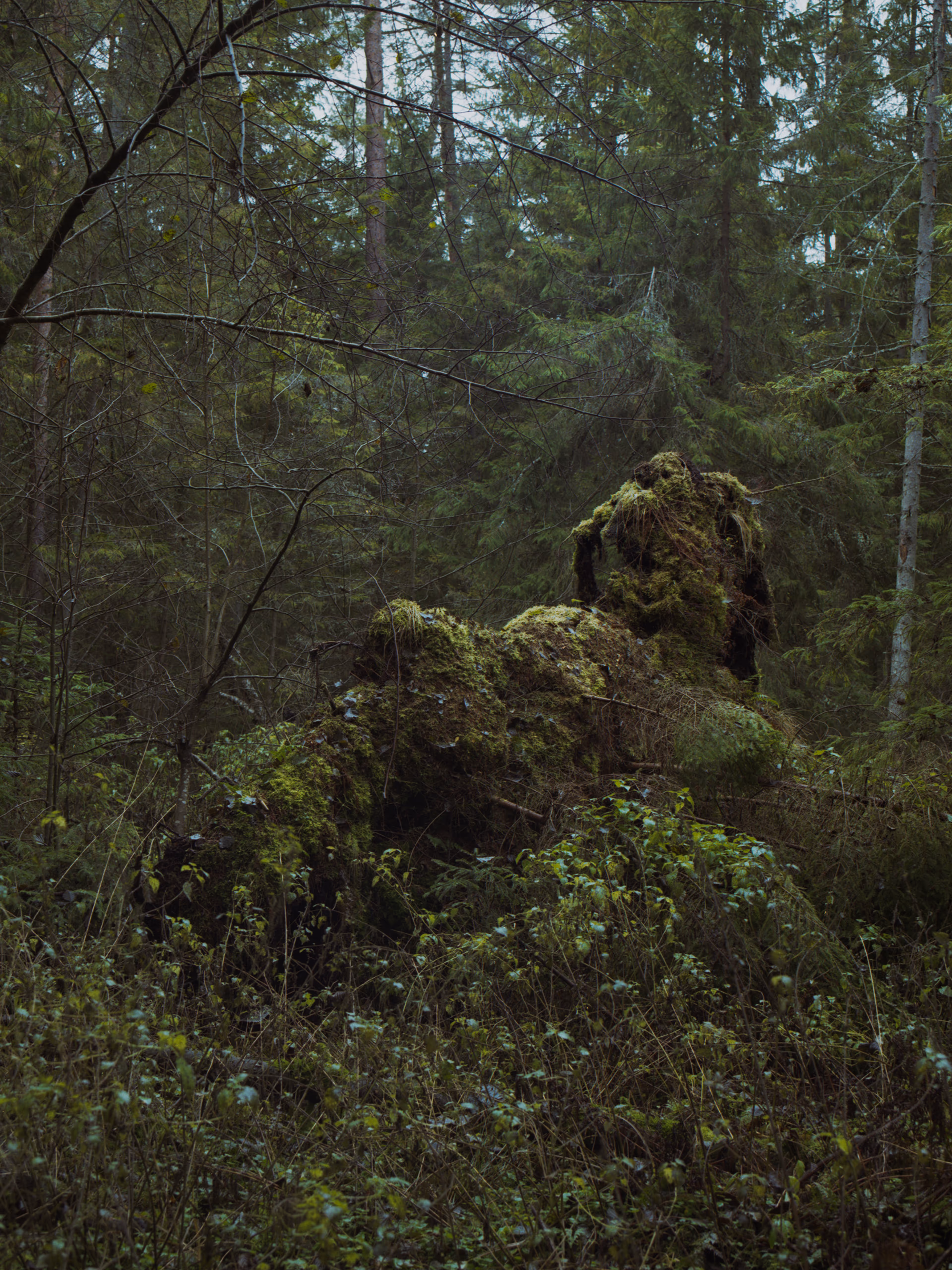 Puszcza Knyszyńska - Bagna