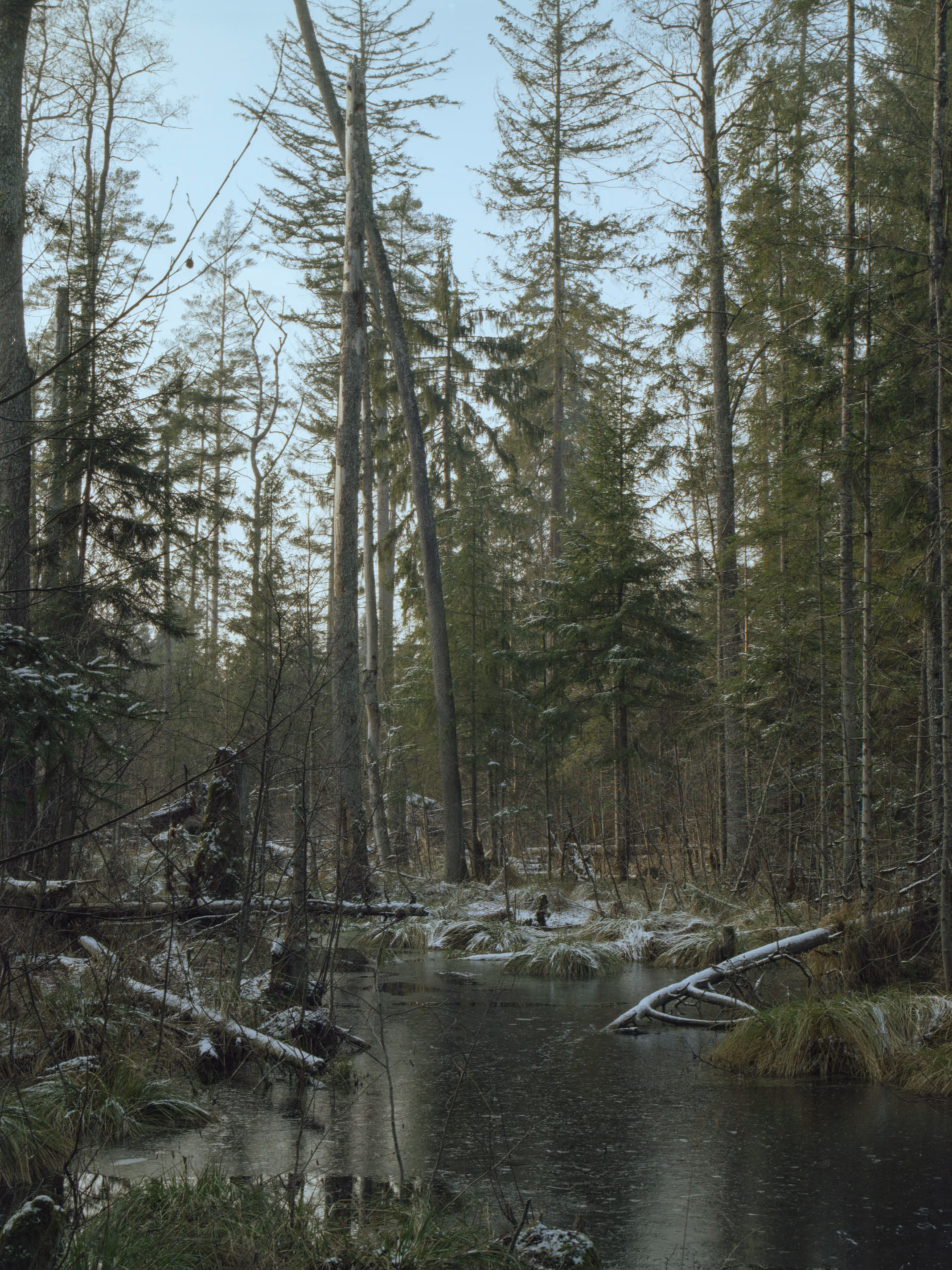 Rezerwat Bartoszycha