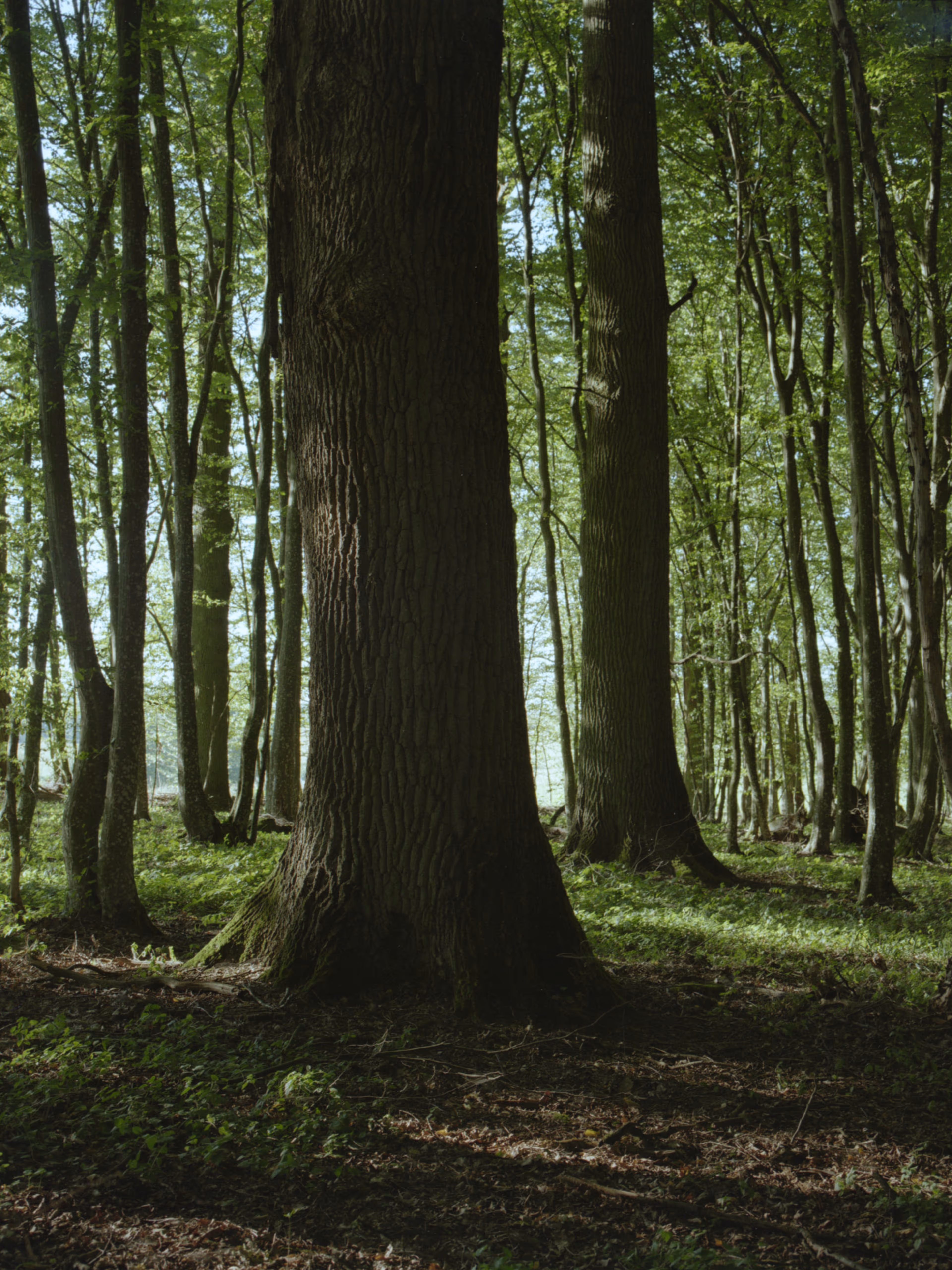 Puszcza Knyszyńska - Dęby w Połominie