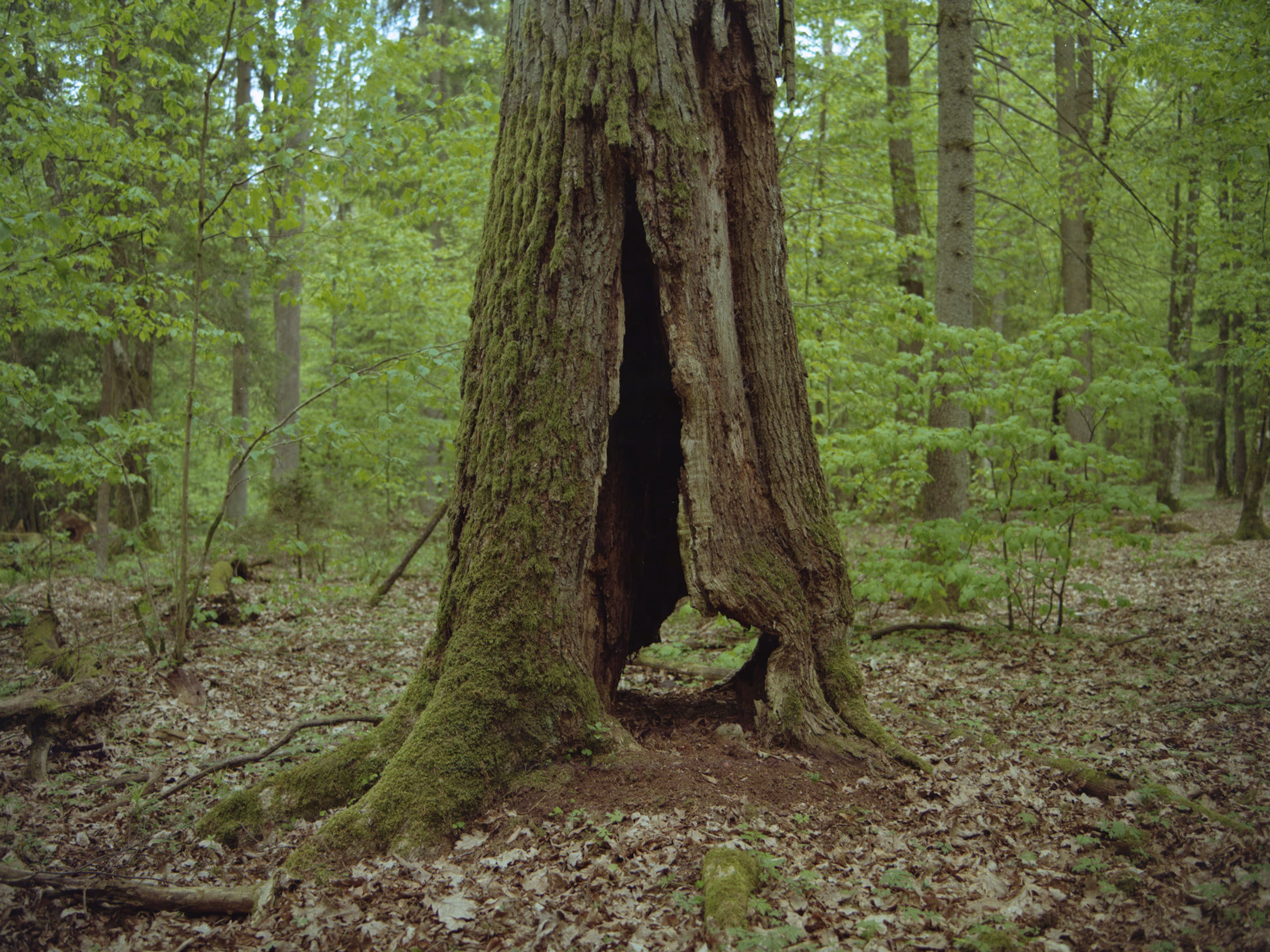 Puszcza Knyszyńska - Portrety