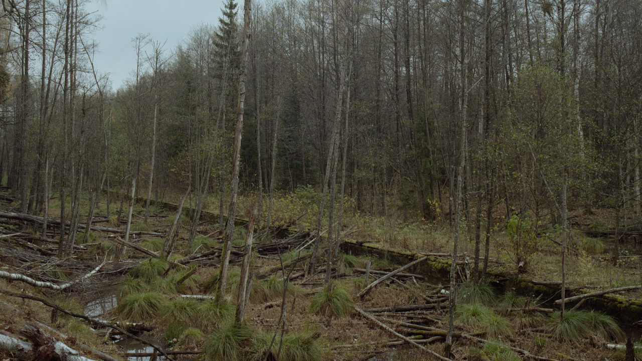 Puszcza Knyszyńska - Ślady