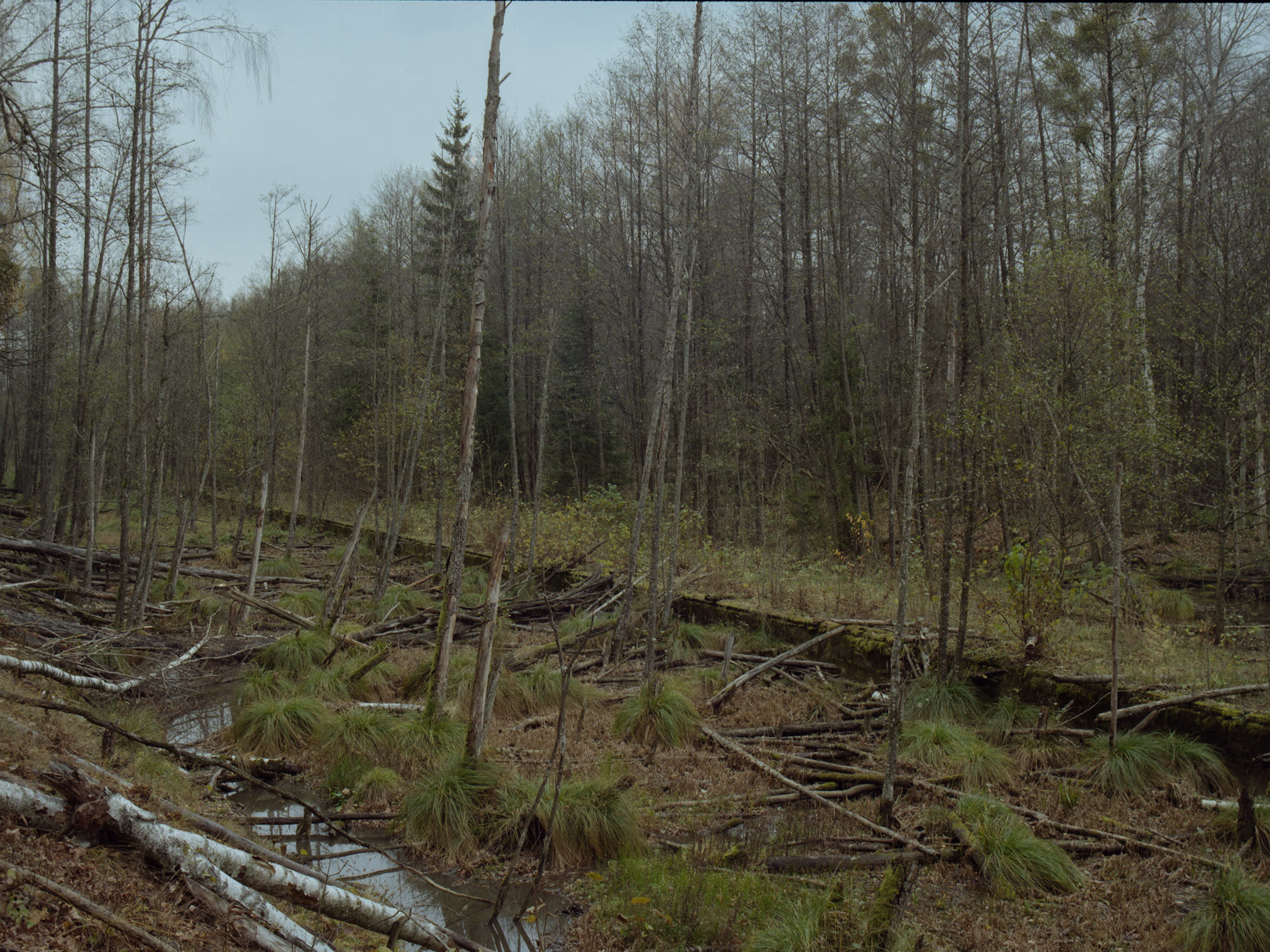 Puszcza Knyszyńska - Ślady